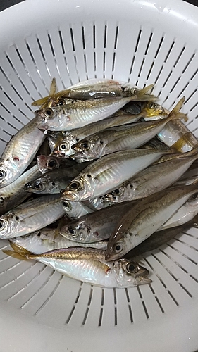 アジの釣果