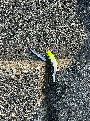 カタクチイワシの釣果