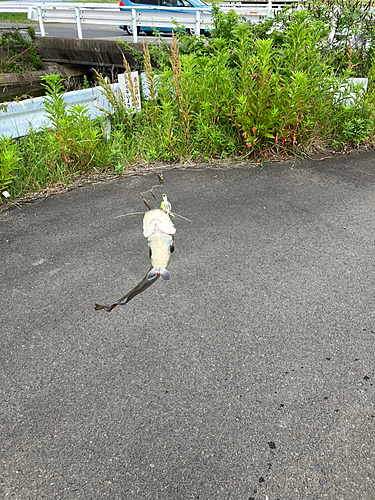 ナマズの釣果