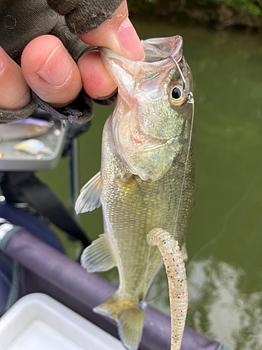 ラージマウスバスの釣果