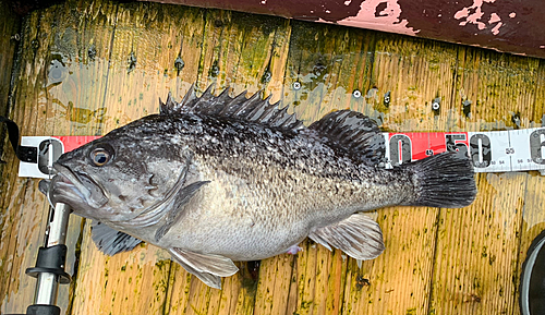 クロソイの釣果