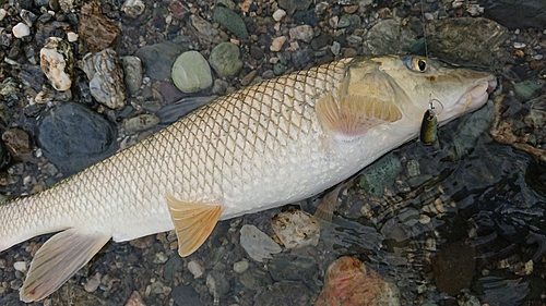 ニゴイの釣果