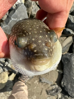 フグの釣果