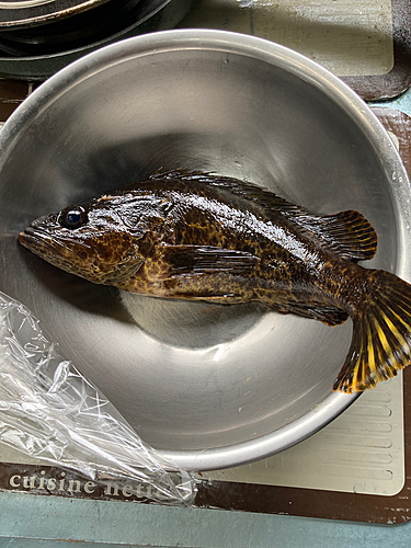 タケノコメバルの釣果