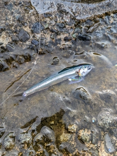 イワシの釣果