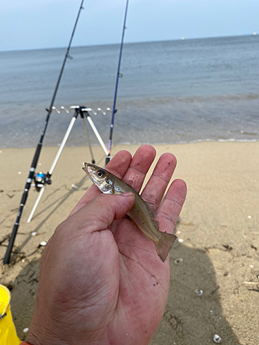 キスの釣果