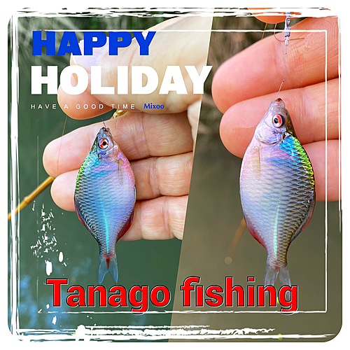 利根川中流で釣れたタナゴの釣り・釣果情報 - アングラーズ | 釣果500 