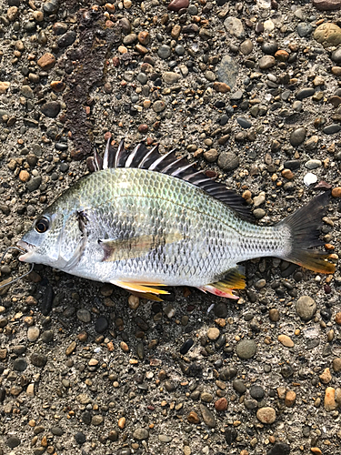 キチヌの釣果