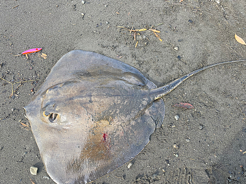 アカエイの釣果