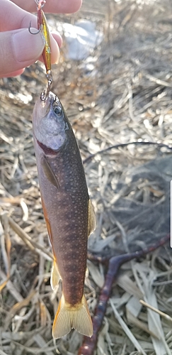 ヤマメの釣果