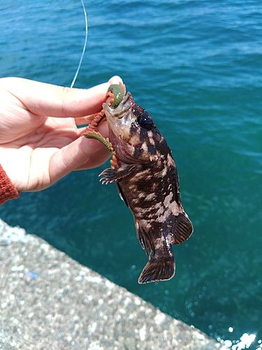 オウゴンムラソイの釣果