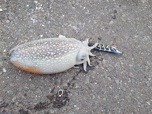 コウイカの釣果