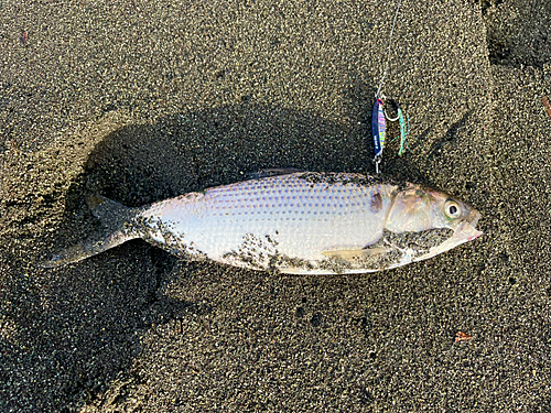 コノシロの釣果