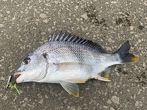 キビレの釣果