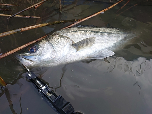 フッコ（マルスズキ）の釣果