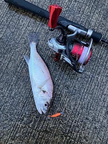 イシモチの釣果