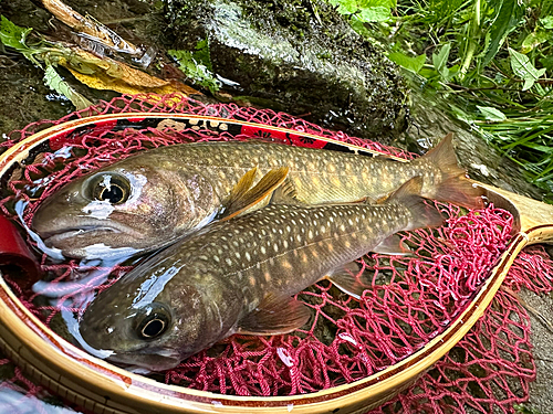 イワナの釣果