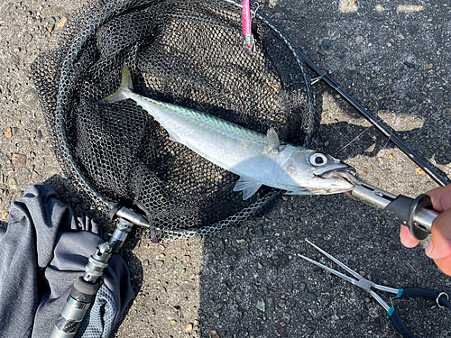 サバの釣果