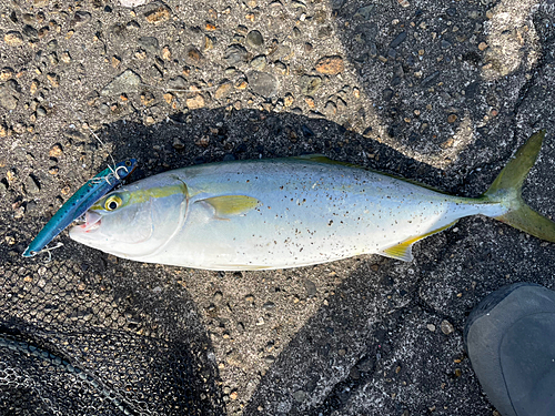 イナダの釣果