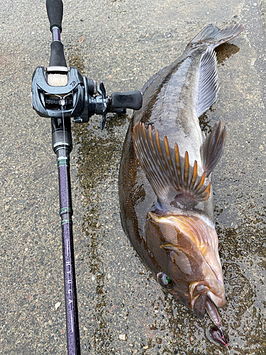 アイナメの釣果