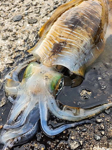 アオリイカの釣果