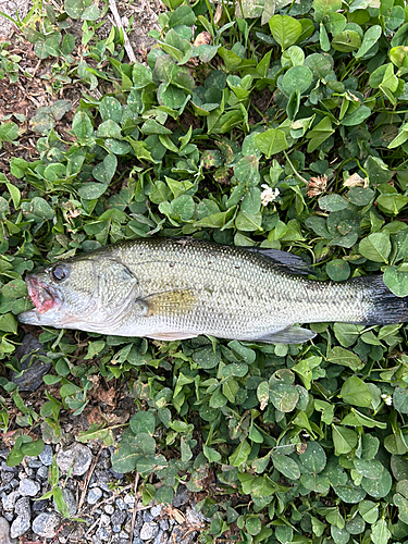 ブラックバスの釣果