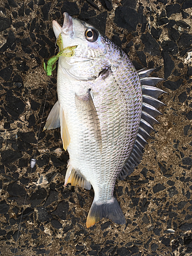 キビレの釣果