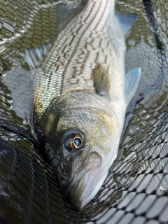 ストライプドバスの釣果