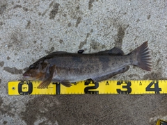 アイナメの釣果