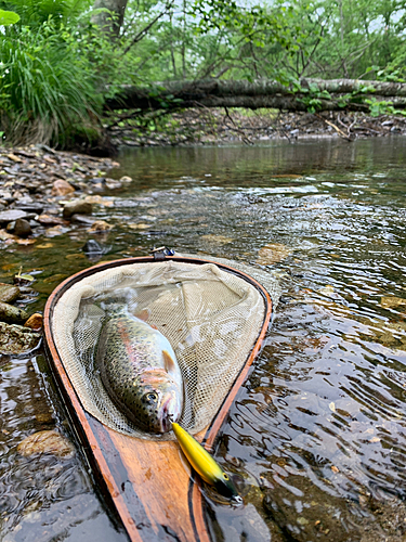 ニジマスの釣果