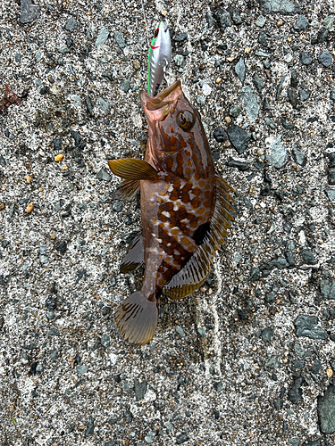 アラカブの釣果