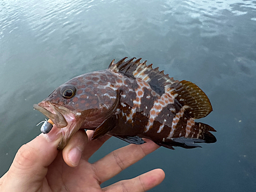 キジハタの釣果