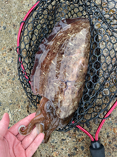 コウイカの釣果