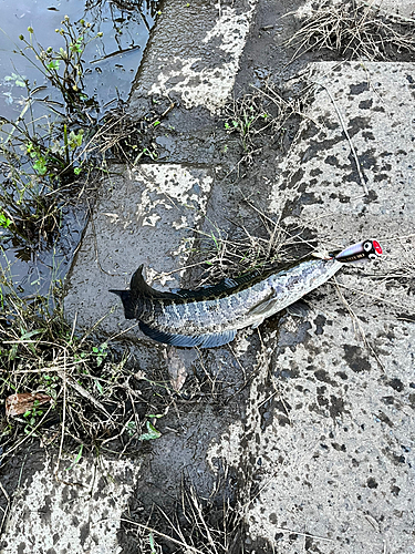 ライギョの釣果