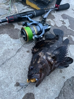 ソイの釣果