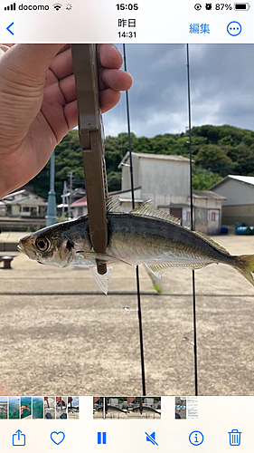 アジの釣果