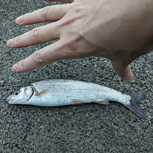 ウグイの釣果