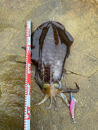 アオリイカの釣果