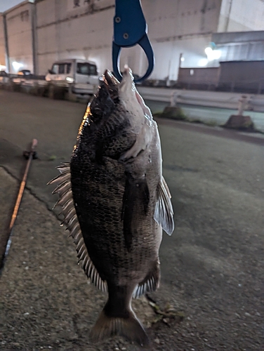 チヌの釣果