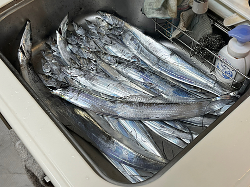 タチウオの釣果