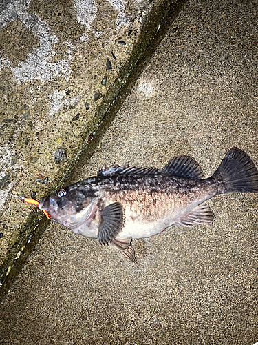 クロソイの釣果