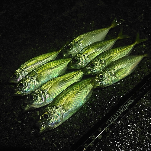 アジの釣果