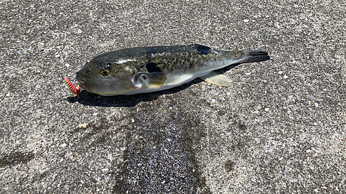 フグの釣果