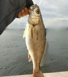 イシモチの釣果