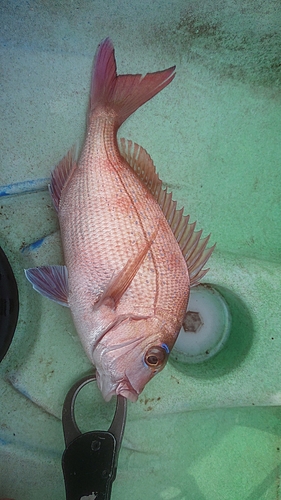 マダイの釣果