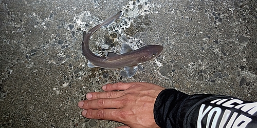 ドチザメの釣果