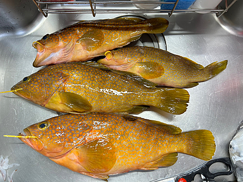 アコウの釣果