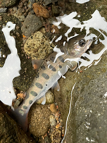 ヤマメの釣果