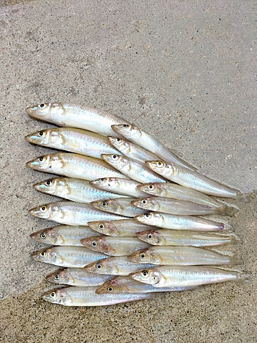 キスの釣果