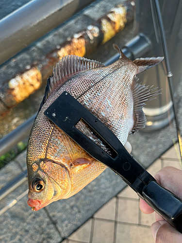 ウミタナゴの釣果